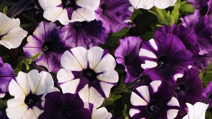 Petunia x hybrida Shock Wave® Purple ‘Tie Dye’, de l’obtenteur américain PanAmerican Seed. ©Fleuroselect